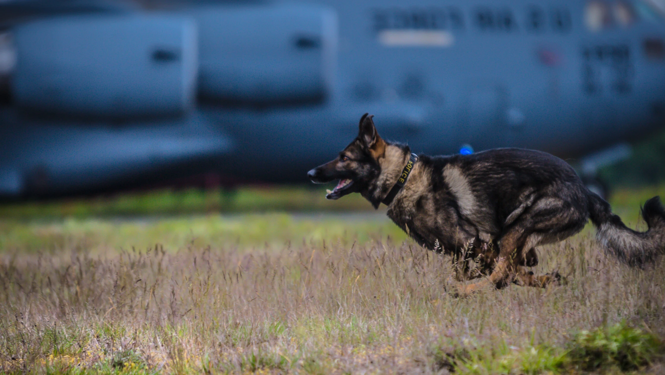 Two German Shepherd dogs running on grass in front of a large military aircraft.